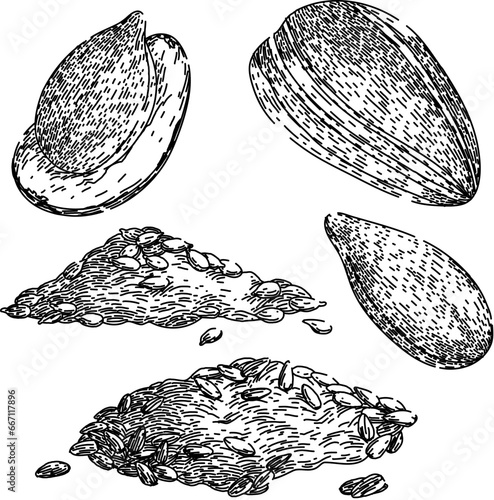 sunflower seed set hand drawn. food snack  shell oil  roasted agriculture sunflower seed vector sketch. isolated black illustration