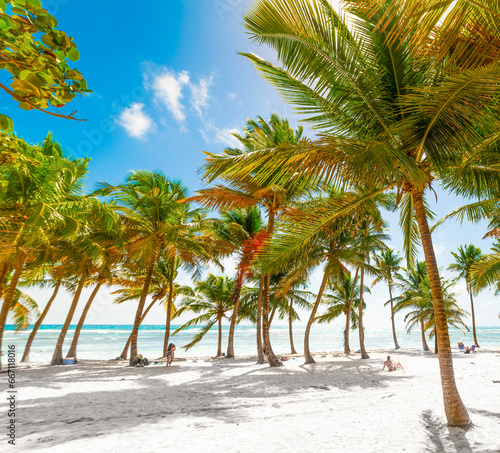 Fototapeta Naklejka Na Ścianę i Meble -  Palm trees and sand in Bois Jolan beach in Guadeloupe