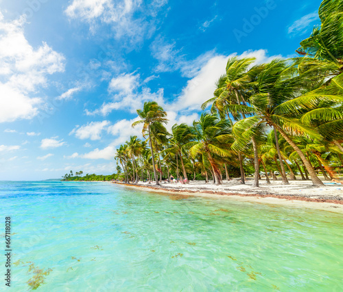 Palm trees and clear water in Bois Jolan beach in Guadeloupe