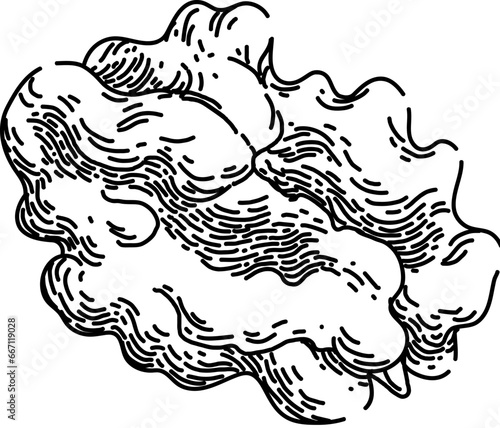 nut walnut hand drawn. snack food, ingredient raw, kernel group nut walnut vector sketch. isolated black illustration