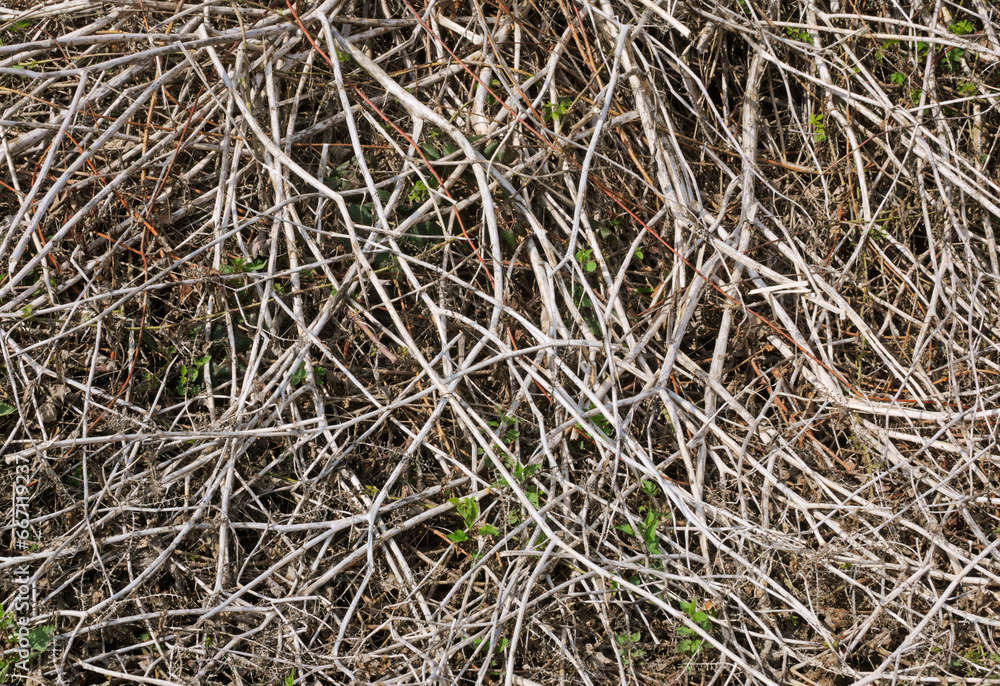 dried twigs of a plant