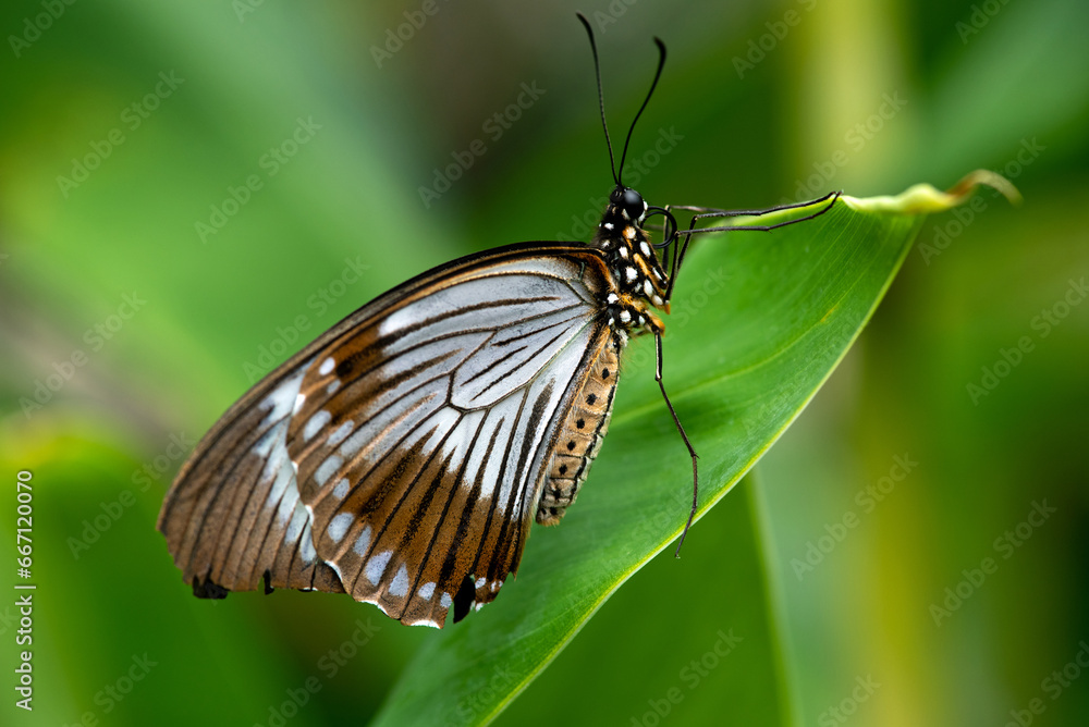 The Courtesan butterfly on the green leaf close up. The Courtesan butterfly on the green leaf close up.