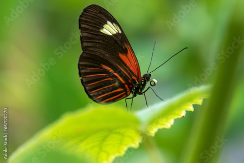 The Doris Longwing Butterfly close up tropical butterfly