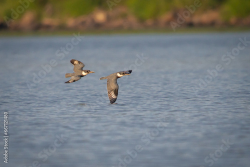 Birds - Belted Kingfisher, Sleeter Lake, Loudoun County Virginia photo