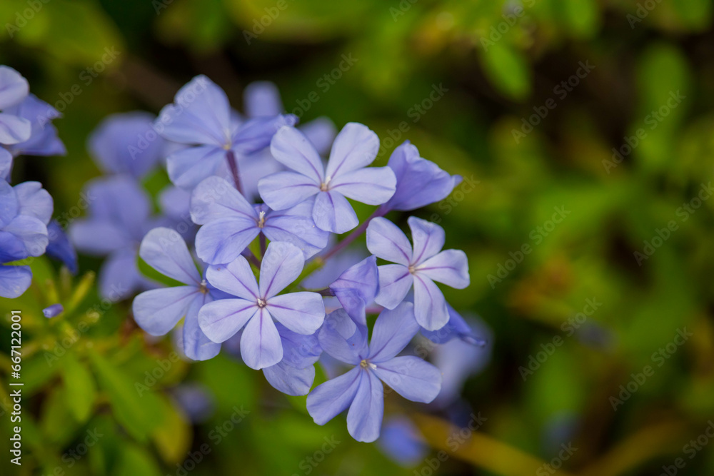 Blue flower of Cape leadwort in the garden. (Scientific name Plumbago auriculata)