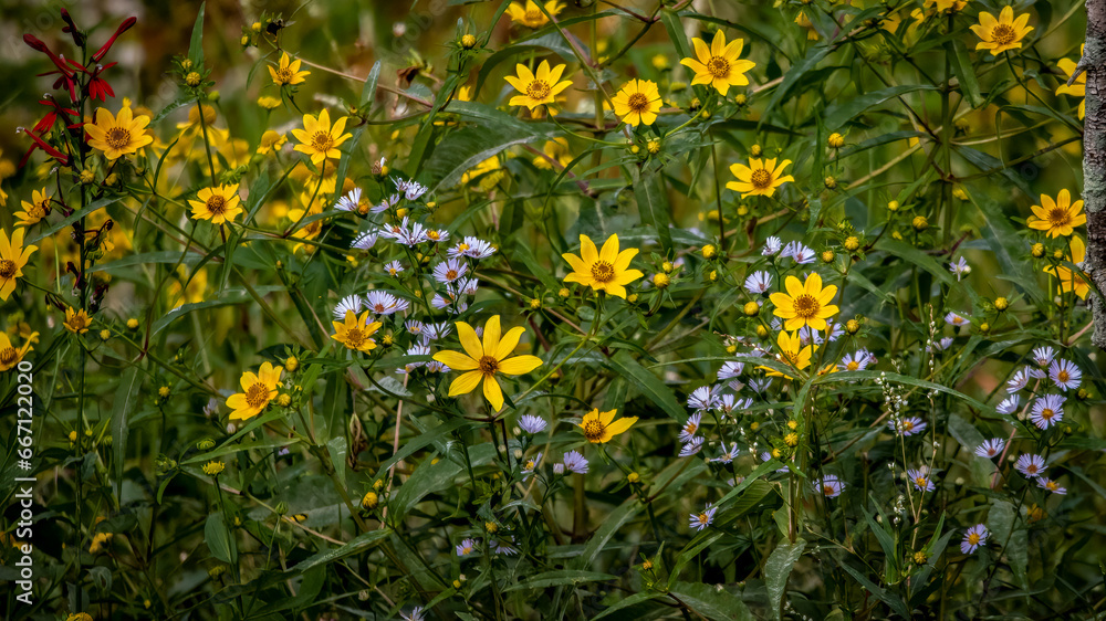 Flowers - Wild flowers, Pohick Bay, Virginia