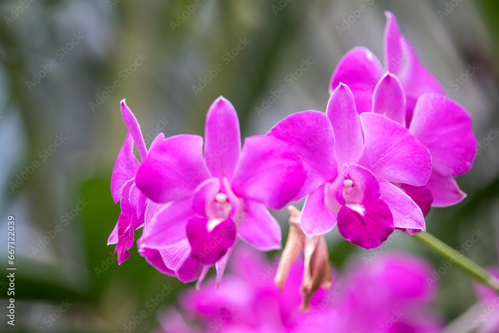 Obraz premium Close up raindrop on the petal of purple pink orchid (Dendrobium) , beautiful nature and freshness of the flower after the rain.