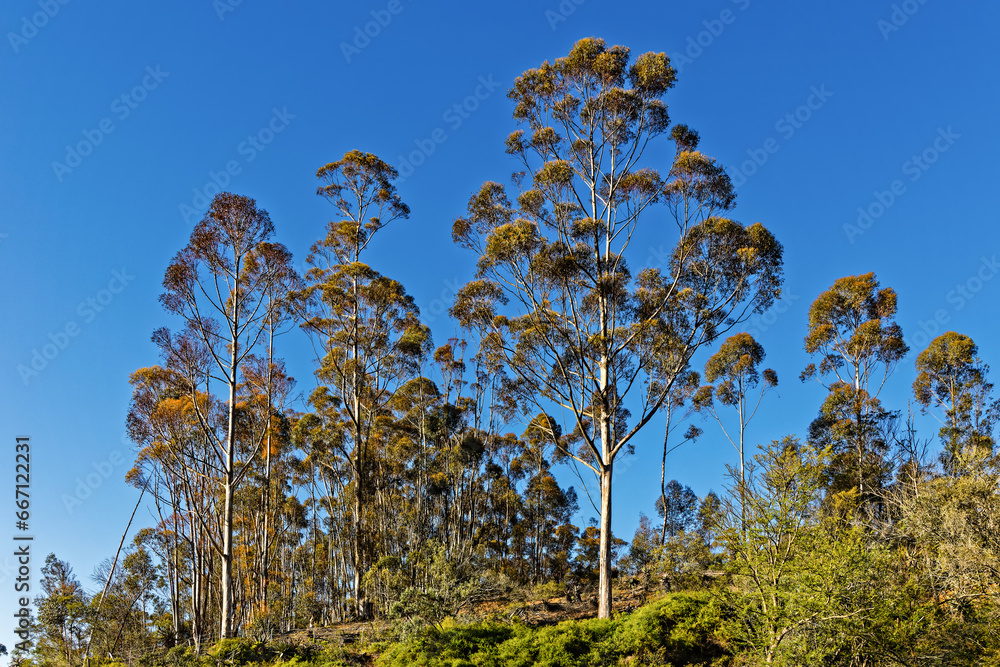 Obraz premium Tall gum (eucalyptus) trees growing on hillside near Riversdale in the Western Cape, South Africa