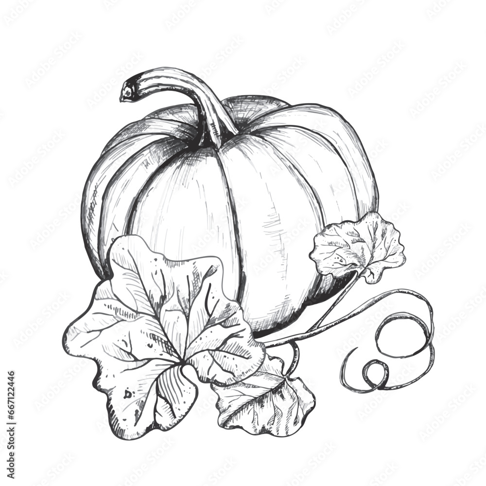 Hand-drawn ink illustration. A big pumpkin with leaves for any print design. Vector Hand-drawn ink illustration. A big pumpkin with leaves for any print design. Vector