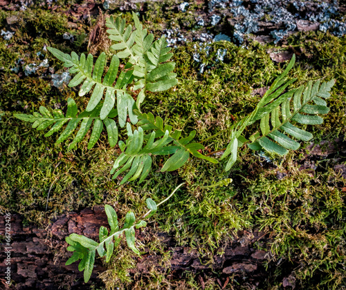 Common polypody fern growing amongst moss on a  felled tree photo