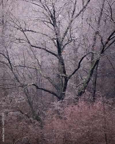 Trees - Frozen Trees, Virginia photo