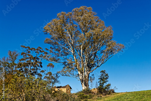 Landscape of large gum tree and ruined cottage in Langeberg mountains, Western Cape, South Africa