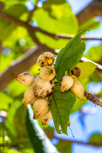 Kou Cordia subcordata flowering tree with orange flowers in Mexico. photo