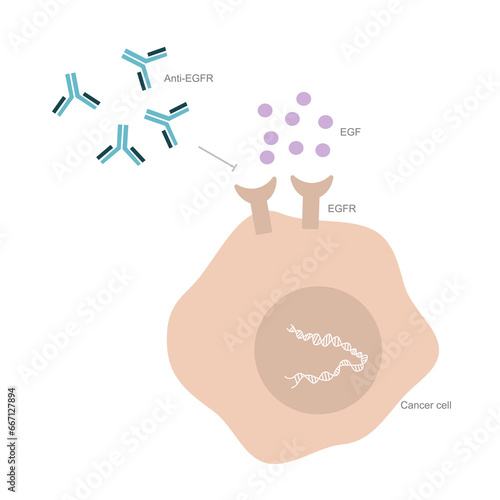The mutation of Epidermal Growth Factor receptor (EGFR) that affect to uncontrolled of cell proliferation and anti-EGFR were treated for pathway discontinuation in cancer cell.