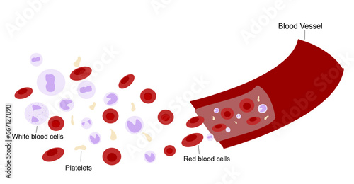 The picture represents the type of blood cells in blood vessel that including Platelet, White and red blood cell.