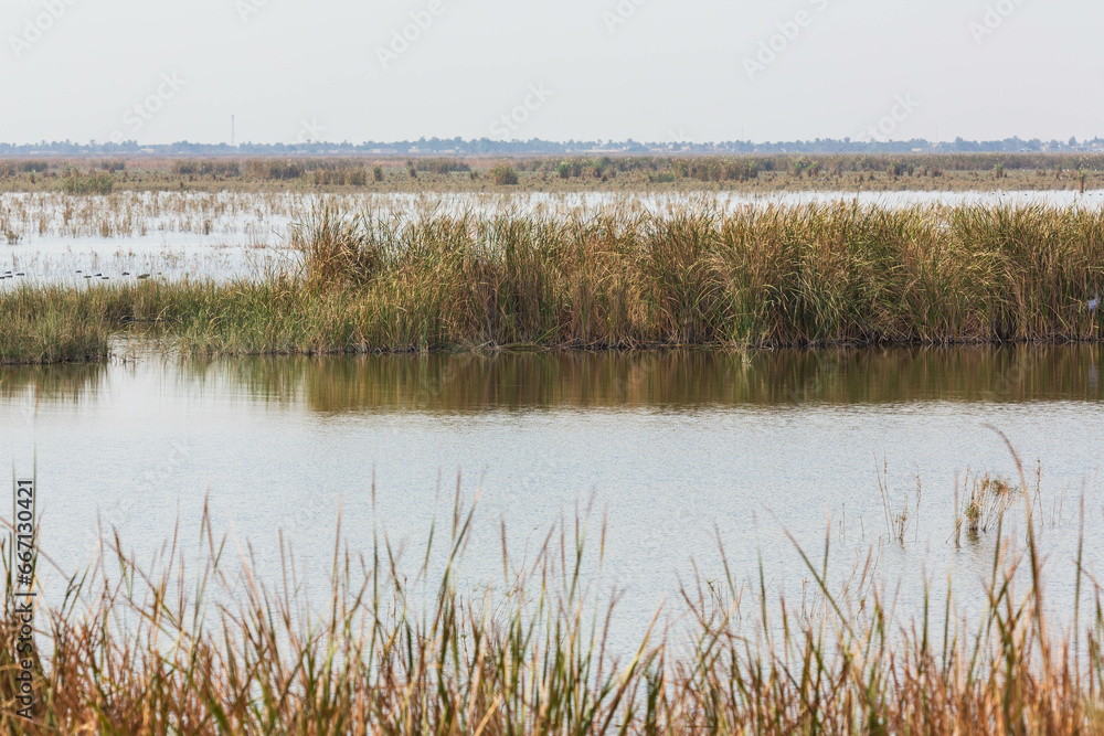 Marshes in the south of Iraq. Landscape