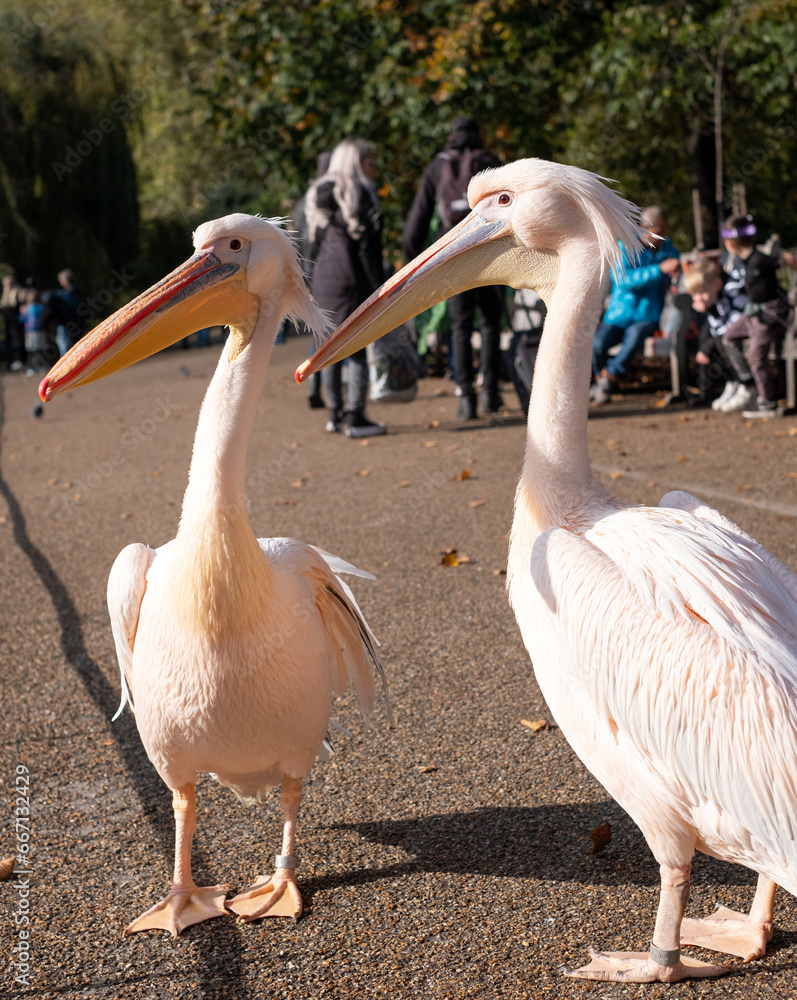 Colourful pelicans with long beaks in St James's Park, London UK. Colourful pelicans with long beaks in St James's Park, London UK.