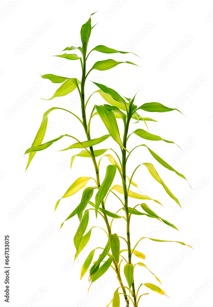 Obraz premium Dracaena flower growing on a gray background