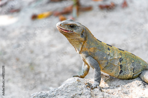Iguana lizard gecko reptile on rock stone ground in Mexico.