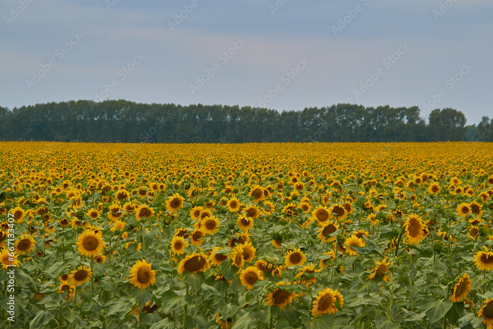large field of sunflowers