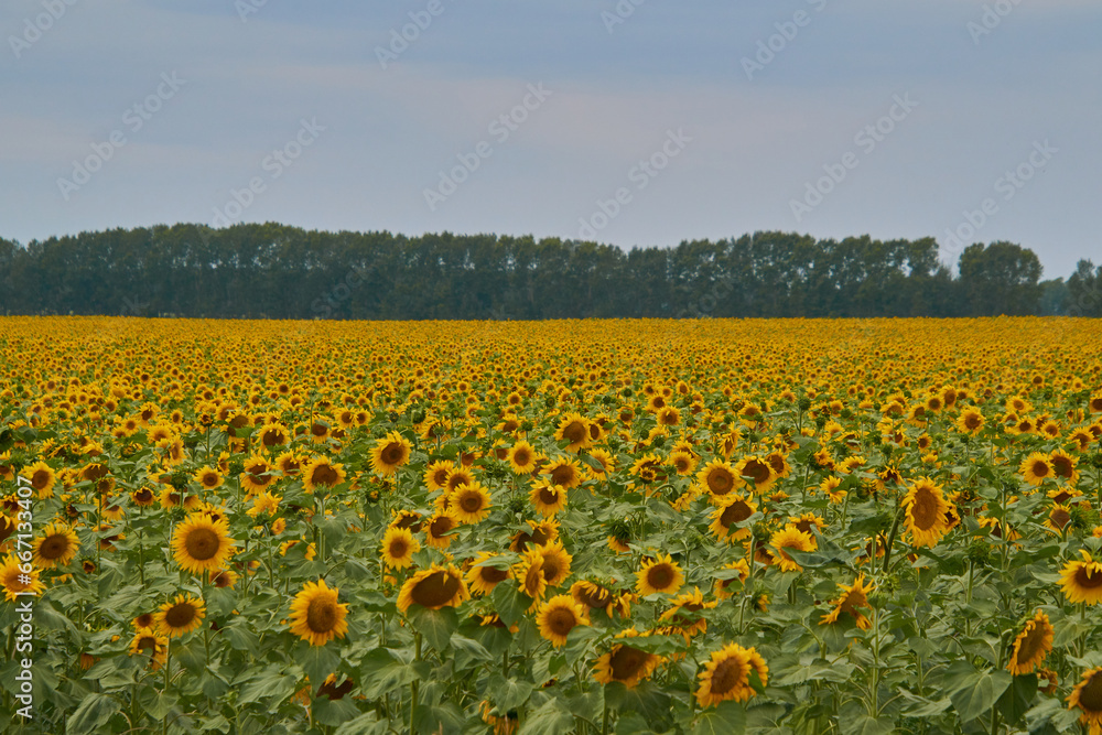 large field of sunflowers