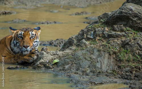 wild tiger in water
