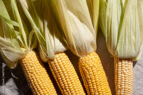 Corn on the cob sunny beautiful shot harvest concept flat lay top view photo