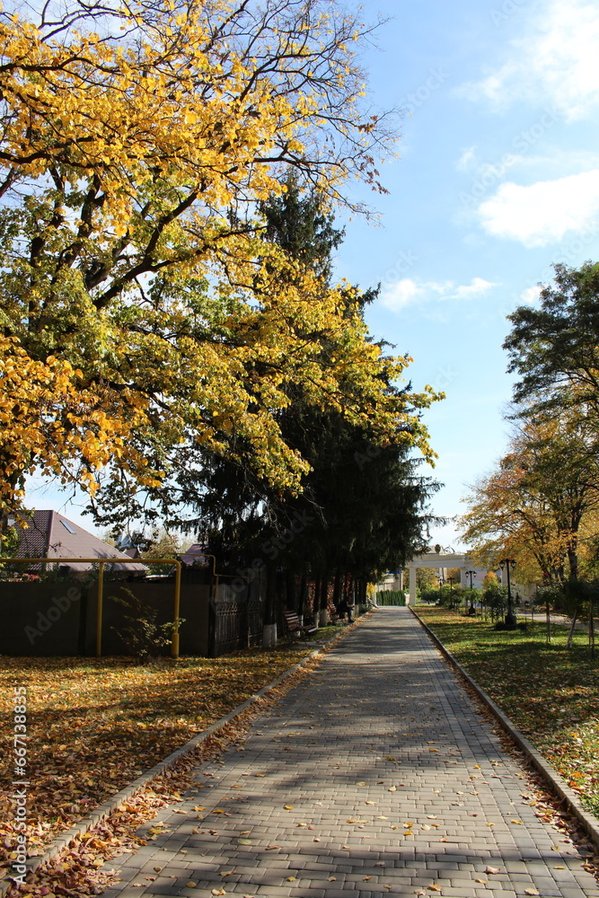 Naklejka premium A path with trees on either side