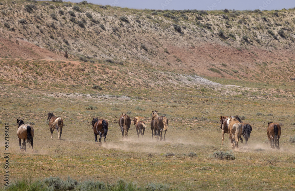 Wild Horses in Summer in the Wyoming Desert Wild Horses in Summer in the Wyoming Desert