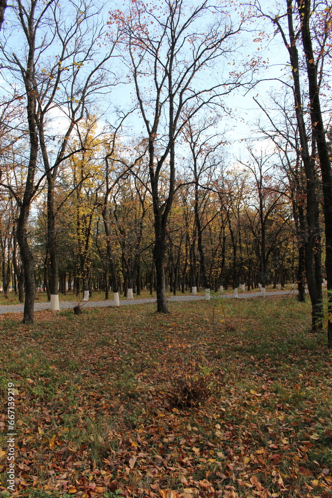 A forest with trees and grass A forest with trees and grass