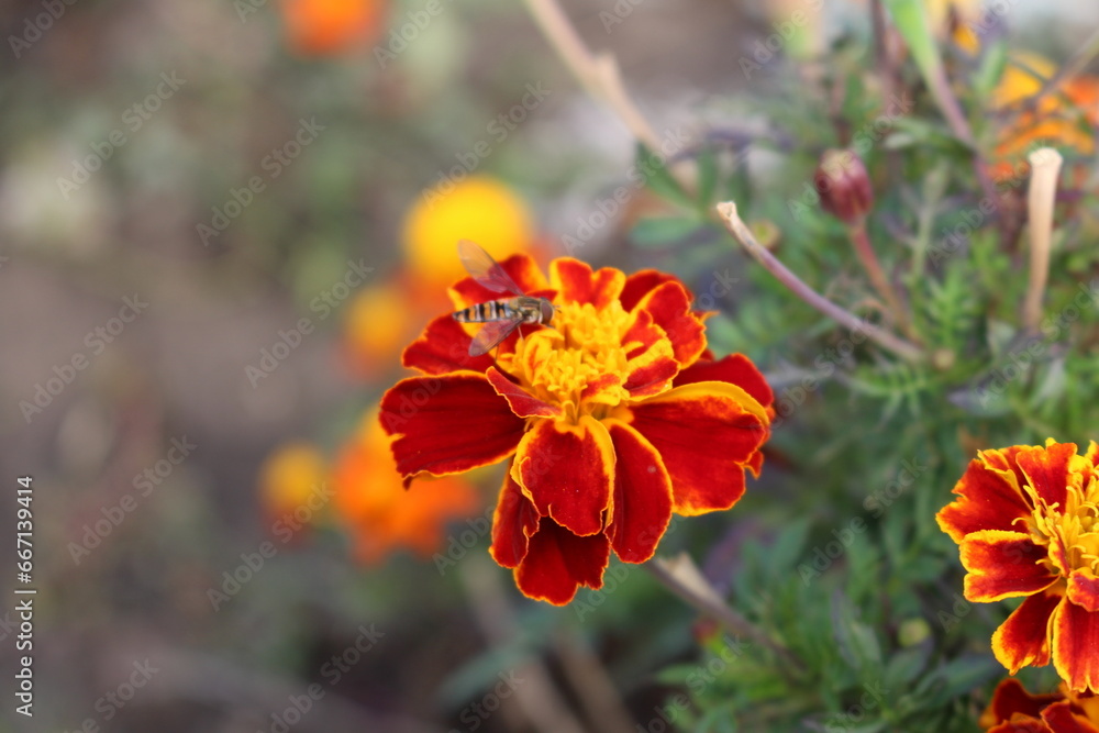 A bee on a flower A bee on a flower