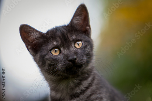 portrait of black cat with yellow eyes in nature