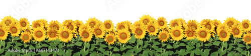 Sunflowers with Background Removed