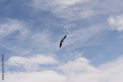 Raven flying in a blue sky with some clouds