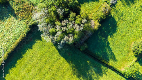Aeiral top down landscape of a small wood surrounded by green fields. The trees cast a long shadow over the field and hedge