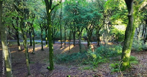 Walk in Tandle Hill Country park, Greater Manchester,  covered by leafs on October day.  photo