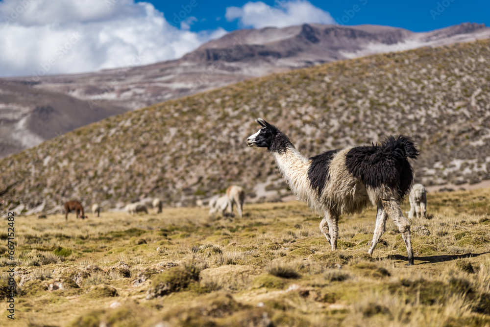 Alpaca in Pern near Arequipa and Misty volcano