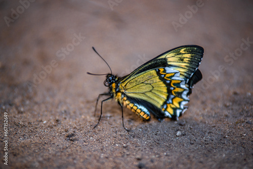 Butterfly in Peru