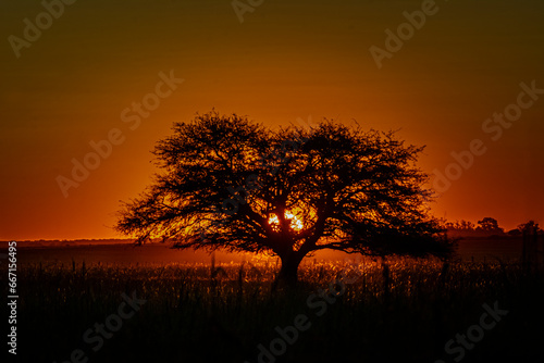 Gran árbol de caldén en el ocaso rojizo de la provincia de La Pampa 