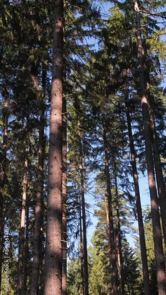 Green morning forest, tall trees. Camera panning between trees in a pine forest. Vertical video Green morning forest, tall trees. Camera panning between trees in a pine forest. Vertical video