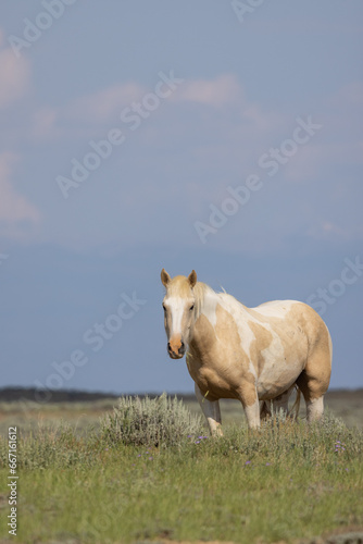 Beautiful Wild Horse in the Wyoming Desert