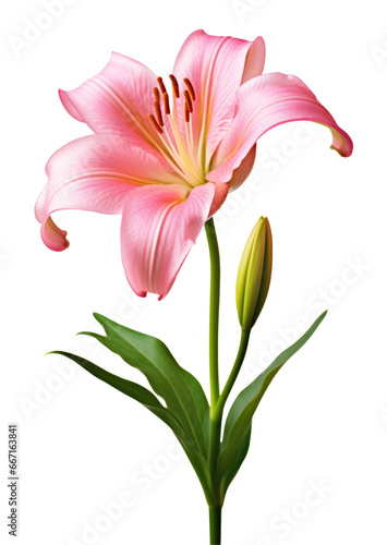 Lily Isolated on Transparent Background 