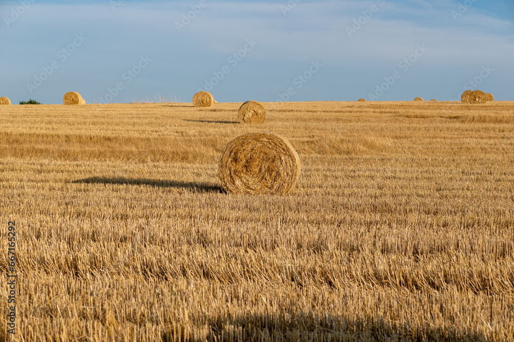 Straw bales on harvested field with  many hay bales  in horizon