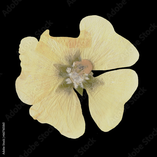 Yellow Mallow Herbarium Flower Isolated on Black Background