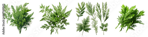 Artemisia  Herbs And Leaves Hyperrealistic Highly Detailed Isolated On Transparent Background Png File