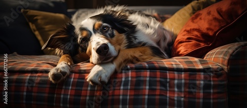 dog bored on couch