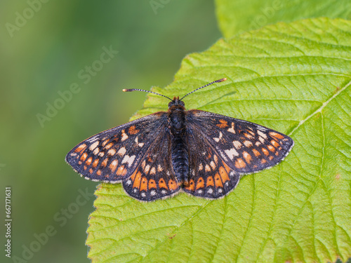 Marsh Fritillary Butterfly With its Wings Open photo