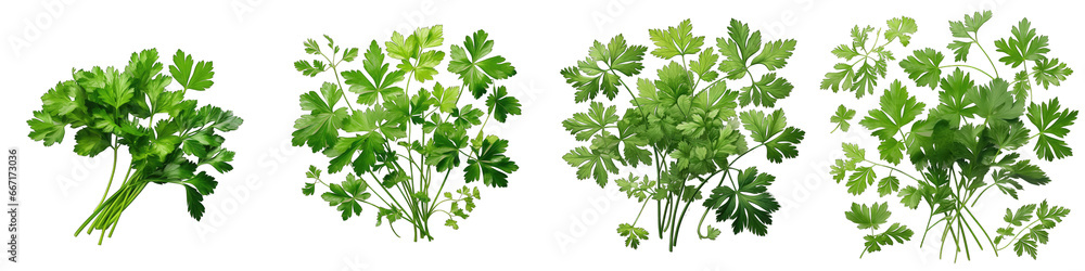 Chervil  Herbs And Leaves Hyperrealistic Highly Detailed Isolated On Transparent Background Png File - obrazy, fototapety, plakaty 