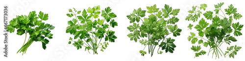 Chervil  Herbs And Leaves Hyperrealistic Highly Detailed Isolated On Transparent Background Png File