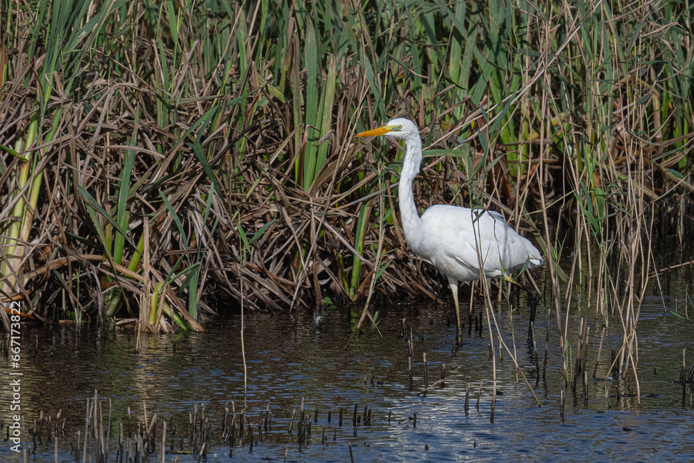 great white egret standing in the reed-bed great white egret standing in the reed-bed